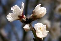 Amygdalus communis, Common Almond, שקד מצוי